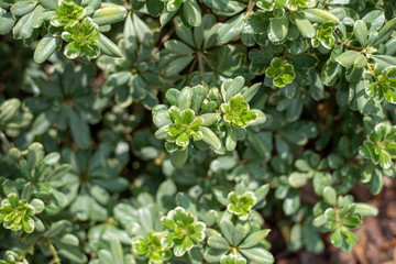 Variegated Pittosporum also known as Variegated Japanese Mock Orange	
