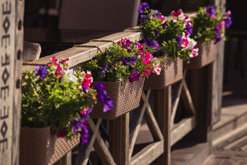 Fototapeta na wymiar flowers in a wicker pot on the terrace of the restaurant outside