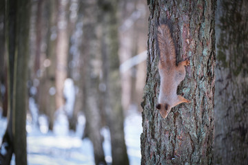 An adult squirrel sits on a tree in a city park on a spring day.