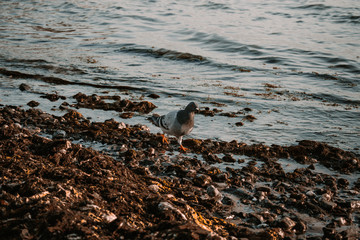 Bird walking on the shore