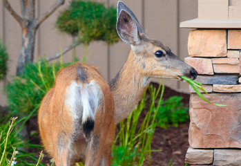 Doe a Dear a Young Female Mule Deer (Odocoileus hemionus)