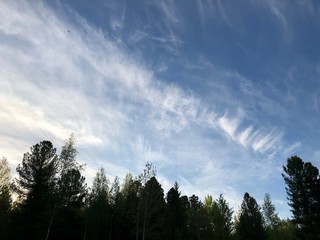 clouds over the forest