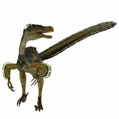 Velociraptor Dinosaur Tail - Velociraptor was a carnivorous theropod dinosaur that lived in Mongolia, China during the Cretaceous Period.