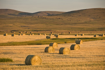 hay bales in the field © Oliver