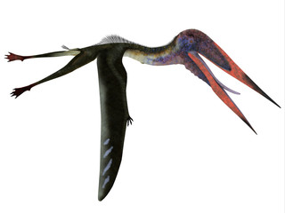Zhejiangopterus Pterosaur Flying - Zhejiangopterus was a carnivorous Pterosaur reptile that lived in China during the Cretaceous Period. © Catmando