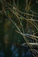 Swamp with green water and some foliage