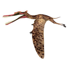 Zhenyuanopterus Pterosaur Flying - Zhenyuanopterus was a carnivorous Pterosaur reptile that lived in China during the Cretaceous Period. © Catmando