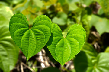 Heart shaped leafs nature plant background picture image