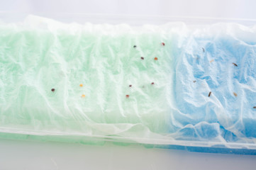 Obraz premium 水耕栽培の種まき