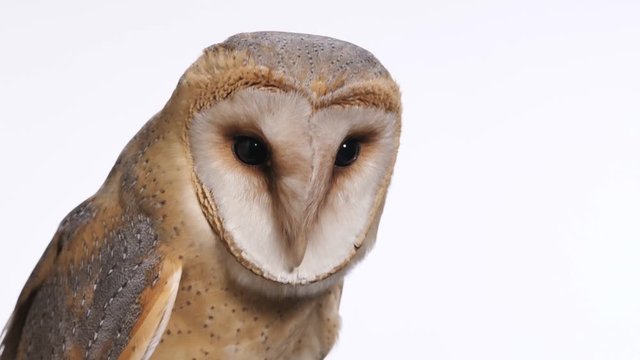 Eine Schleiereule, Tyto alba, spuckt ein Gew&ouml;lle aus, Studioaufnahme vor wei&szlig;em Hintergrund, 50fps