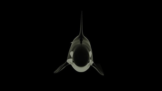 Orca Killer Whale on Black Screen Background. Alpha Channel Included