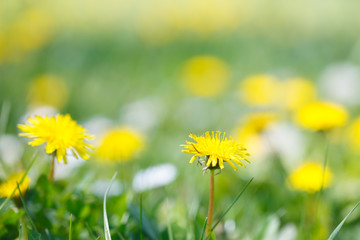 Field of blooming yellow dandelion flowers (Taraxacum officinale) in spring time. |Selective focus with small depth of field.
