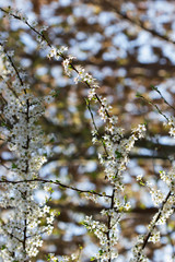 Cherry plum branches with white flowers and young leaves, spring concept.