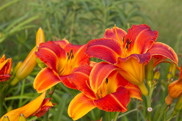 Fototapeta premium group of orange daylilies