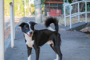 black and white dog