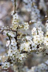 Obraz premium Cherry plum branches with white flowers and young leaves, spring concept.