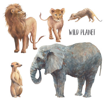 Watercolor Safari Animals Illustration. Hand Drawn Set Of Animals Isolated On White Background