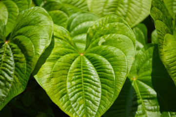 Heart shape philodendron green nature leaf plant