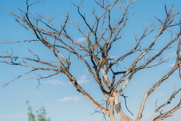 tree branches against blue sky