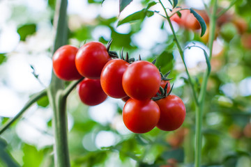 Bunch of tomatoes