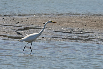 Heron