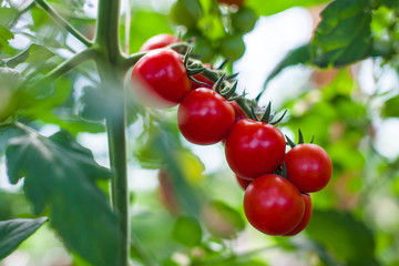 Cherry tomatoes in the garden