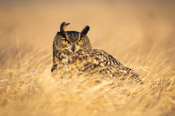 Dominant adult Eurasian eagle-owl watching attentively with orange eyes with clear blurred...