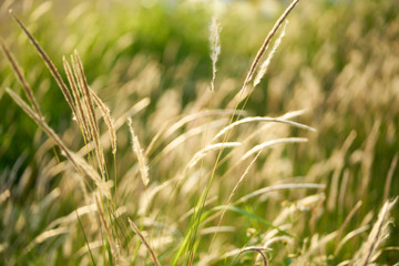 Vintage wallpapers or grass or flower backgrounds with feathers that are perfect for making a background image.                