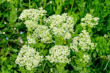 Close up of large branch with delicate white flowers of chartreuse shrub in full bloom, beautiful outdoor floral background of a decorative plant photographed with soft focus
