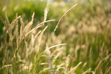 Vintage wallpapers or grass or flower backgrounds with feathers that are perfect for making a background image.                
