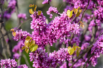 Many vivid pink flowers of Cercis siliquastrum, commonly known as Judas tree or Judas-tree, in a garden in a sunny spring day, beautiful outdoor floral background
