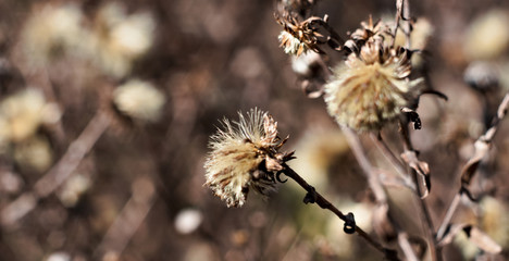 withered flowers on an abstract brown background