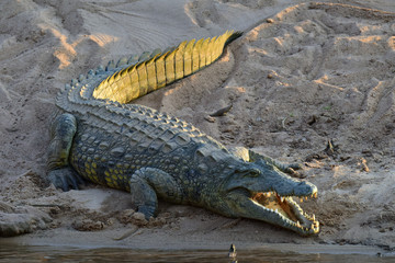 Fototapeta premium Crocodile