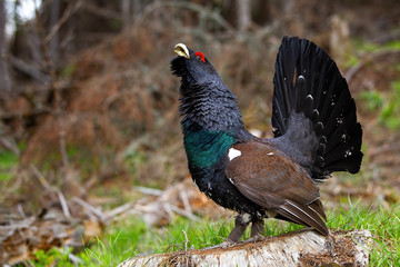 Majestic western capercaillie, tetrao urogallus, lekking in its natural biotope. Dominant male of...