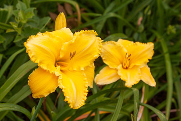 Two yellow ruffled daylilies