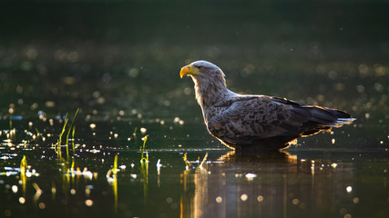 Sunlit white-tailed eagle, haliaeetus albicilla, wading in shallow water in summer at sunset. Adult wild bird of prey with white head and massive yellow beak standing in river with copy space.