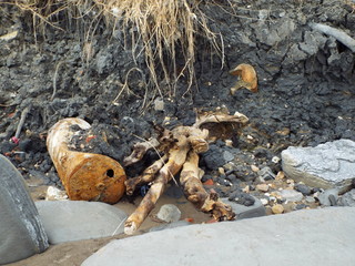 dead tree stump