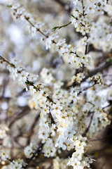 Cherry plum branches with white flowers and young leaves, spring concept.