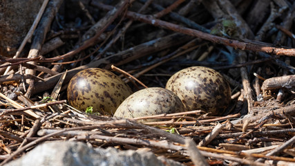 Naklejka na ściany i meble Three spotted eggs of black-headed gull, chroicocephalus ridibundus, lying in nest in colony. Concept of bird reproduction in breeding season. Close-up of animal wildlife from spring nature.