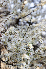 Cherry plum branches with white flowers and young leaves, spring concept.