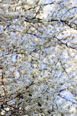 Cherry plum branches with white flowers and young leaves, spring concept.