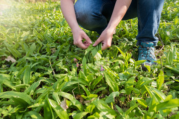 Frau pflückt  Bärlauch im Wald