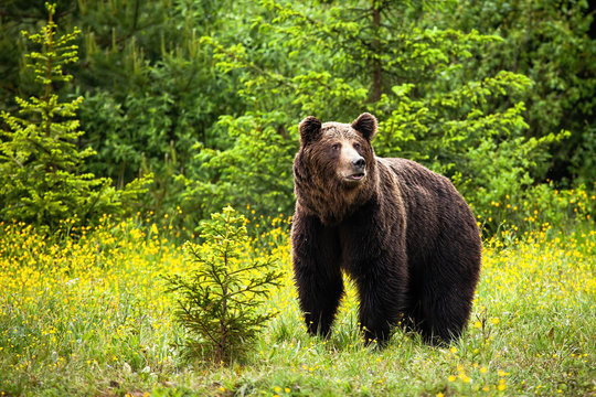 Majestic brown bear, ursus arctos, male looking away in springtime. Surprised wild mammal standing on blossoming meadow in summer from front view. Animal between flowers with copy space