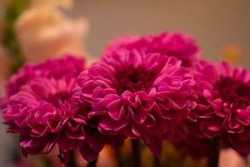 pink chrysanthemum flowers