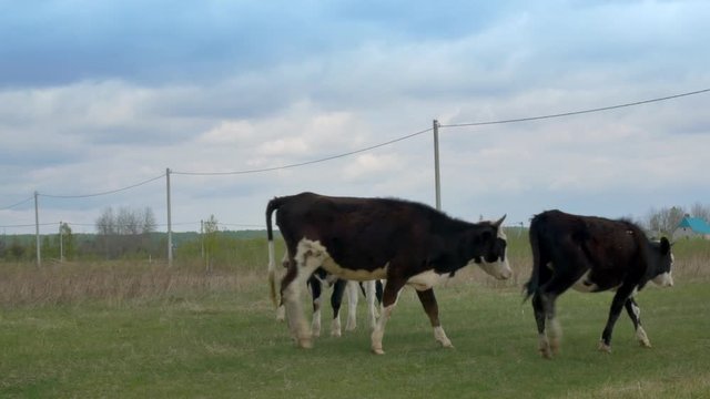 The life of cows on an organic farm. Young black and white cows stand in a herd, butt in horns and scratch their hooves behind their ears.