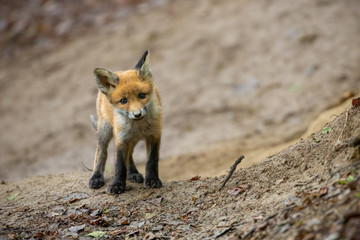 Cute red fox, vulpes vulpes, standing near burrow hidden in slope of a spring forest. Little mammal from front view listening to noises around den in wilderness.