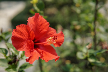 Fototapeta premium Red Hibiscus flower in the garden
