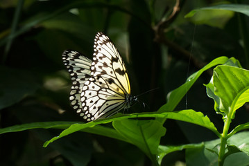 beautiful paper kite butterfly on tropical leaf, set off by a dark background with copy space