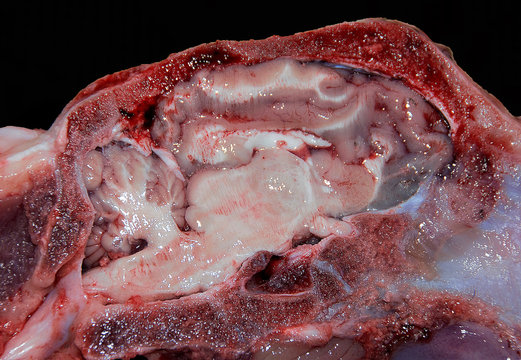 the brain in the skull of an animal