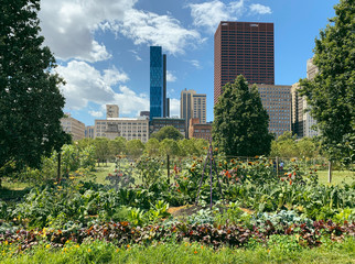Fototapeta premium Urban gardens in Downtown Chicago